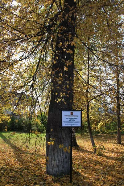 Старейшая липа Удмуртии